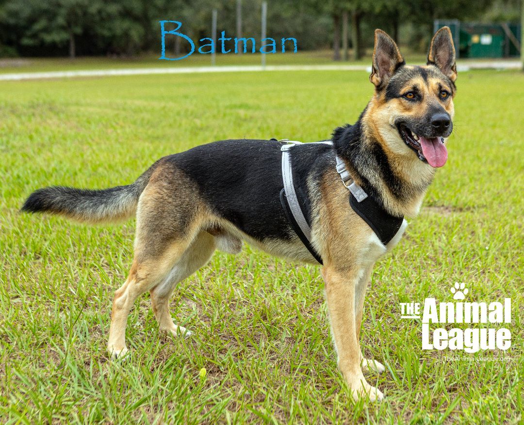 German shepherd best sale rescue league