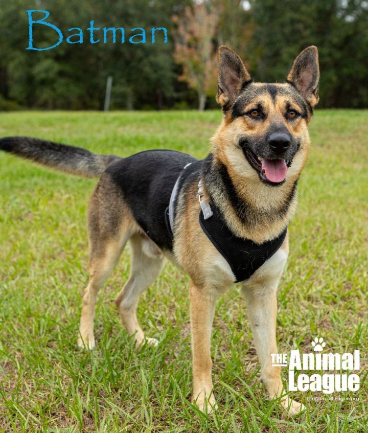 Batman, an adoptable German Shepherd Dog Mix in Clermont, FL_image-4