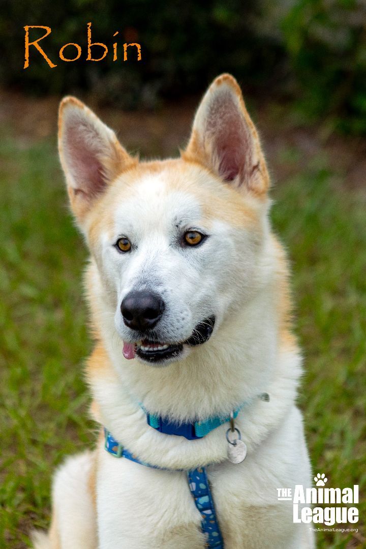 Robin, an adoptable German Shepherd Dog & Husky Mix in Clermont, FL_image-2