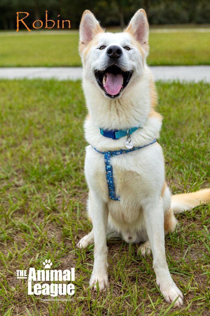 Robin, an adoptable German Shepherd Dog & Husky Mix in Clermont, FL_image-3