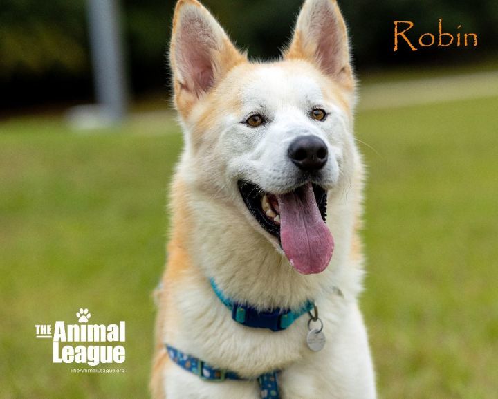 Robin, an adoptable German Shepherd Dog & Husky Mix in Clermont, FL_image-5