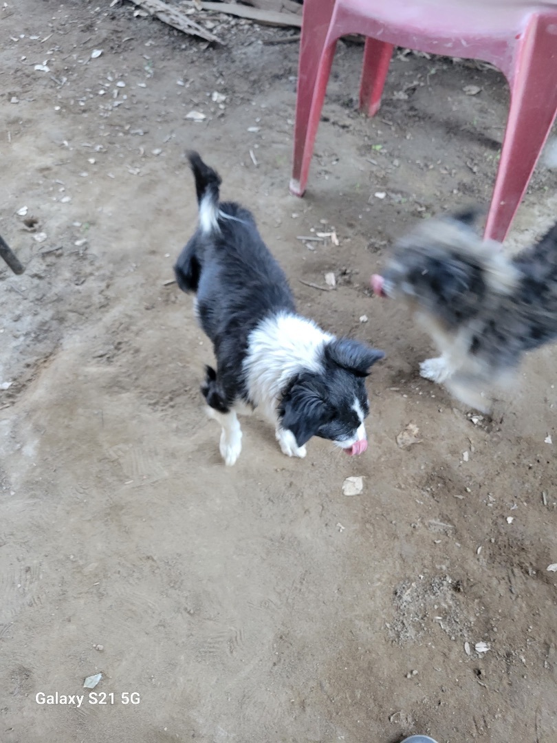 Mason , an adoptable Border Collie, Papillon in Beaverton, OR, 97078 | Photo Image 4