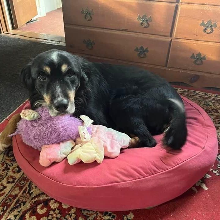 Australian Shepherd Beanbag