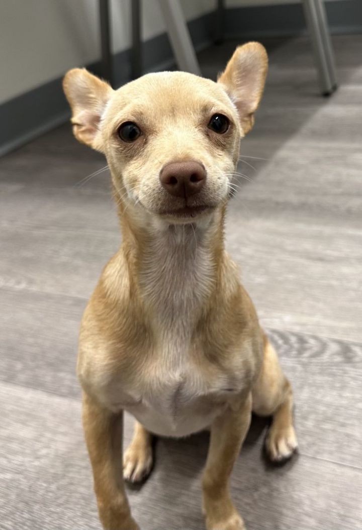 Salah, an adoptable Chihuahua in Los Alamitos, CA_image-2