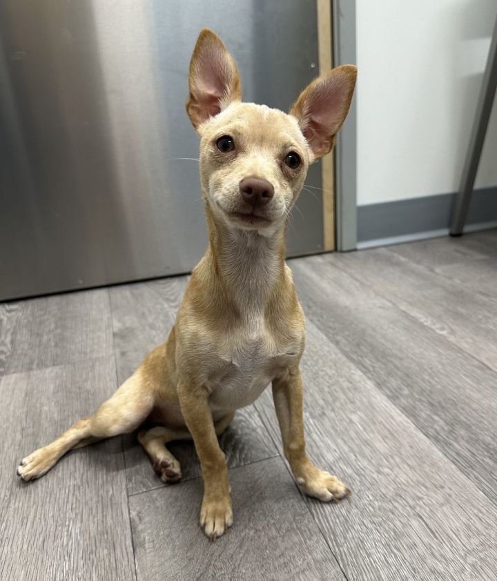 Salah, an adoptable Chihuahua in Los Alamitos, CA_image-3