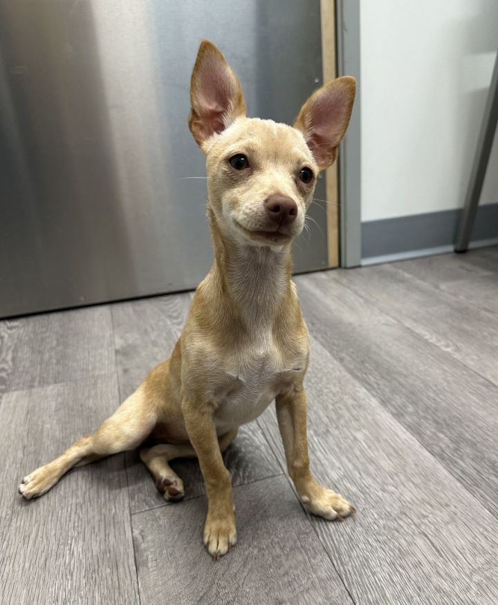 Salah, an adoptable Chihuahua in Los Alamitos, CA_image-5