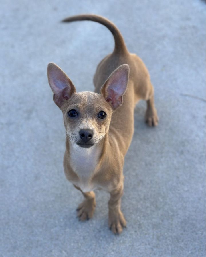 Seamore, an adoptable Chihuahua & Dachshund Mix in Los Alamitos, CA_image-4