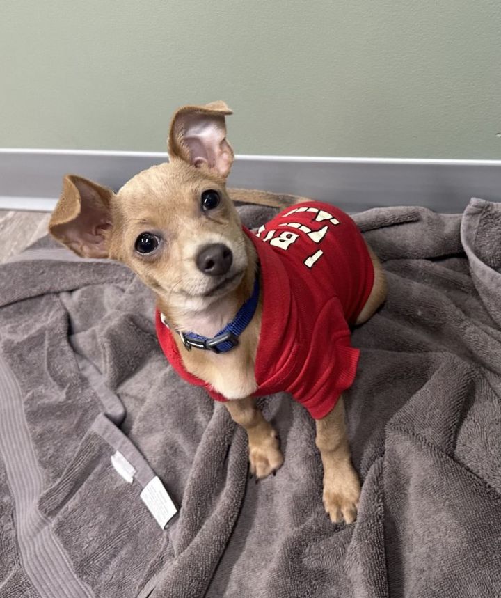 Seamore, an adoptable Chihuahua & Dachshund Mix in Los Alamitos, CA_image-5
