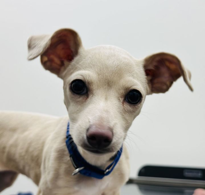 Snuggles, an adoptable Chihuahua & Dachshund Mix in Los Alamitos, CA_image-5