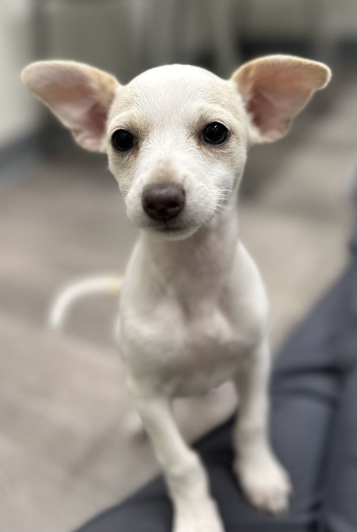 Sansa, an adoptable Chihuahua & Dachshund Mix in Los Alamitos, CA_image-1