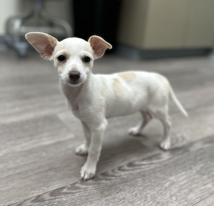 Sansa, an adoptable Chihuahua & Dachshund Mix in Los Alamitos, CA_image-4