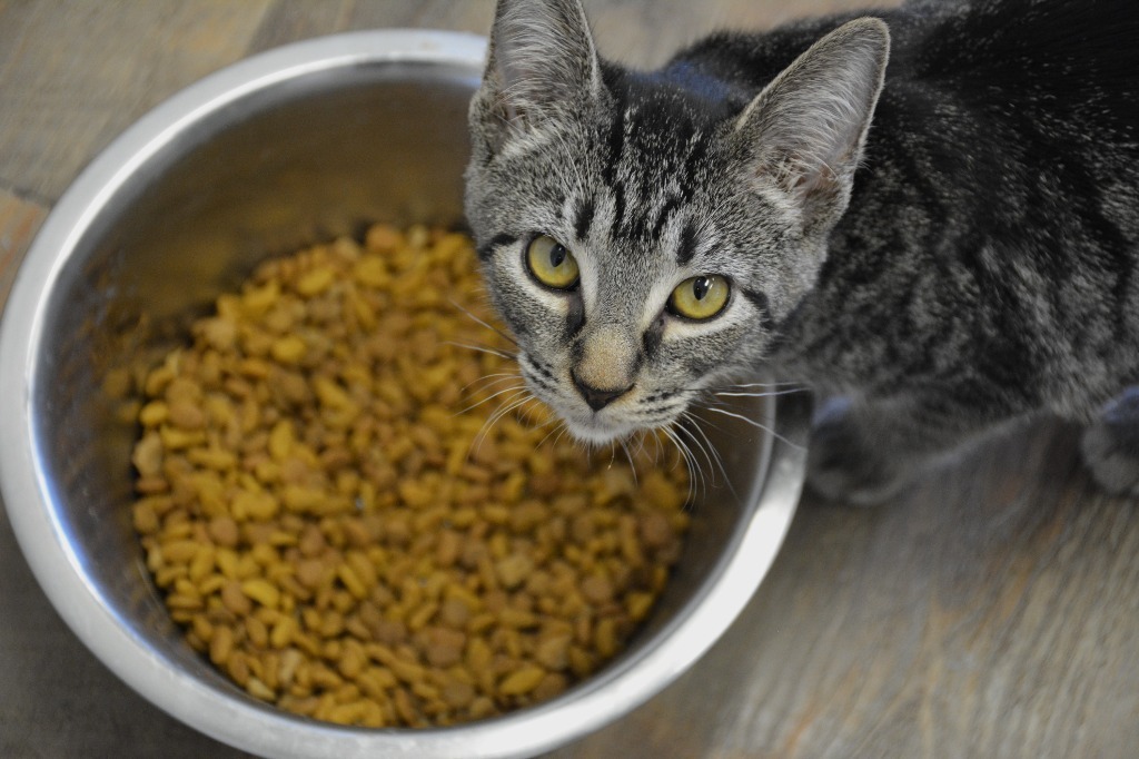 Faith, an adoptable Domestic Short Hair in Corpus Christi, TX, 78415 | Photo Image 1