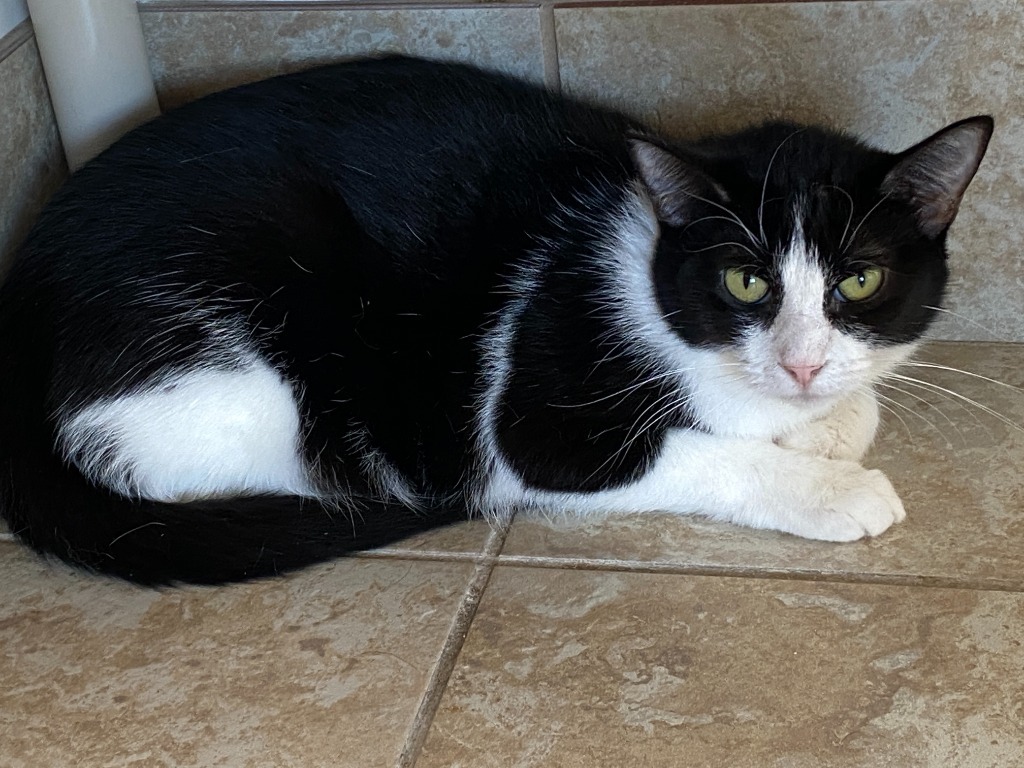 Mama Lola, an adoptable Domestic Short Hair in Grand Junction, CO, 81505 | Photo Image 1