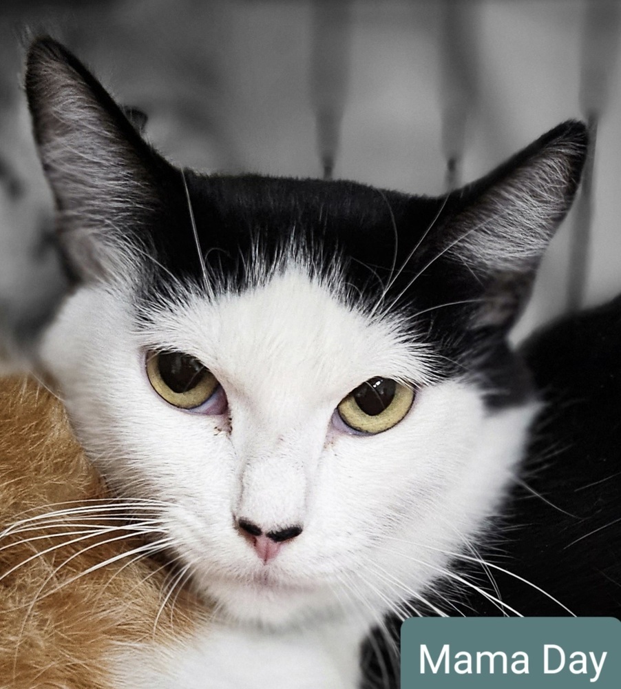 Cat for adoption Mama Day, a Domestic Medium Hair & Domestic Short