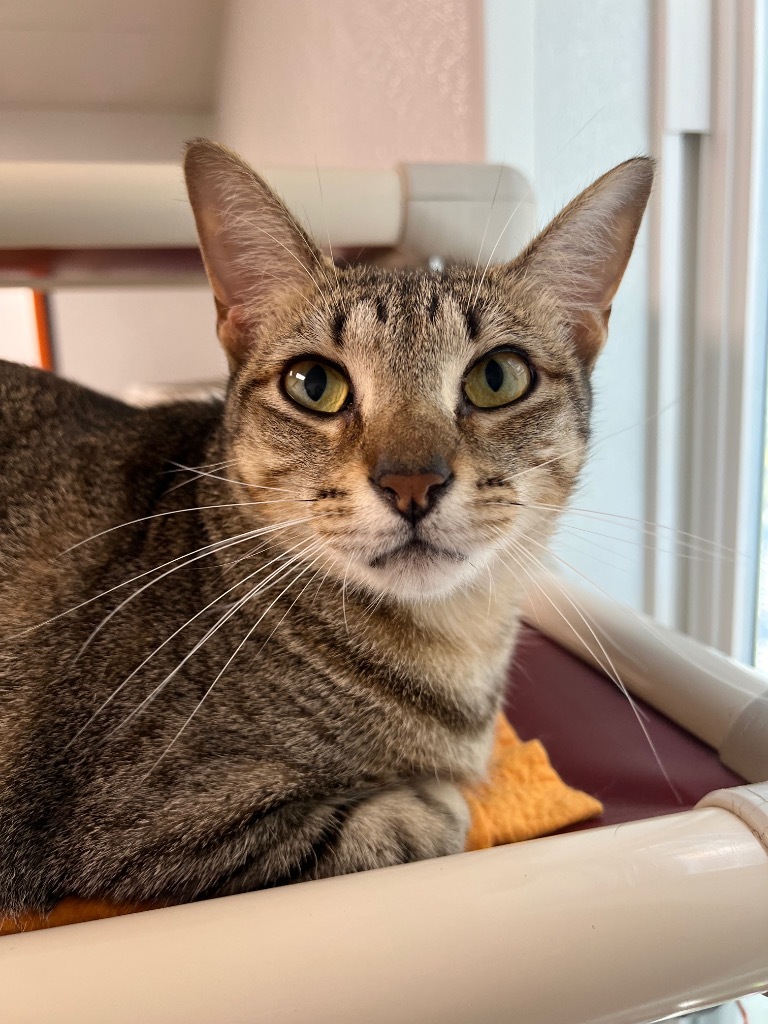 Snowcone, an adoptable Domestic Short Hair in Corpus Christi, TX, 78414 | Photo Image 1