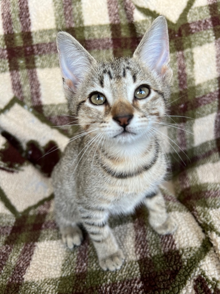 Snowcone, an adoptable Domestic Short Hair in Corpus Christi, TX, 78414 | Photo Image 2