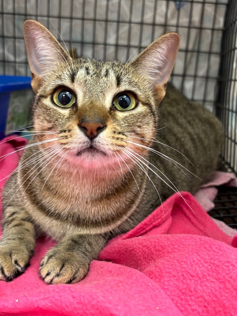 Snowcone, an adoptable Domestic Short Hair in Corpus Christi, TX, 78414 | Photo Image 3