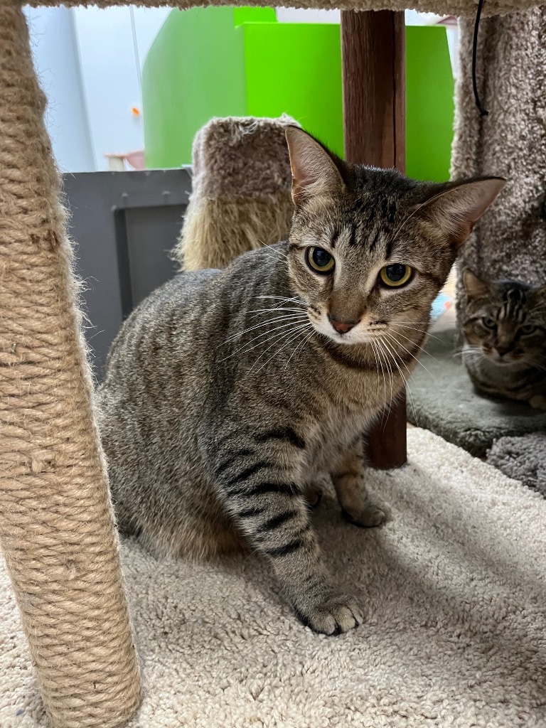 Snowcone, an adoptable Domestic Short Hair in Corpus Christi, TX, 78414 | Photo Image 4