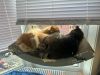 Justin & Nick (Bonded Pair)