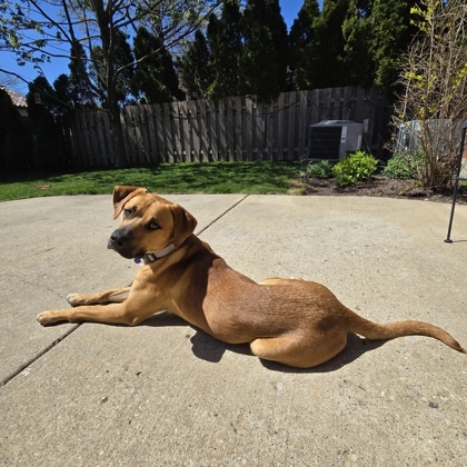 Chance, an adoptable Chinook, Mixed Breed in Morton Grove, IL, 60053 | Photo Image 1