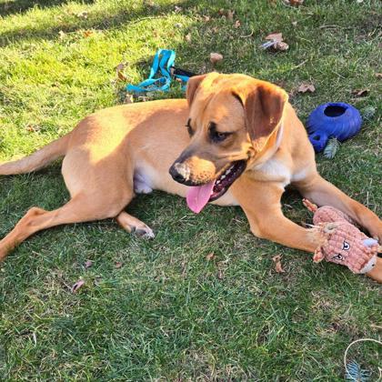 Chance, an adoptable Chinook, Mixed Breed in Morton Grove, IL, 60053 | Photo Image 1