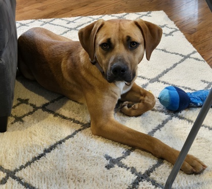 Chance, an adoptable Chinook, Mixed Breed in Morton Grove, IL, 60053 | Photo Image 2