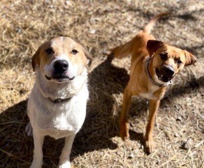 Chance, an adoptable Chinook, Mixed Breed in Morton Grove, IL, 60053 | Photo Image 3