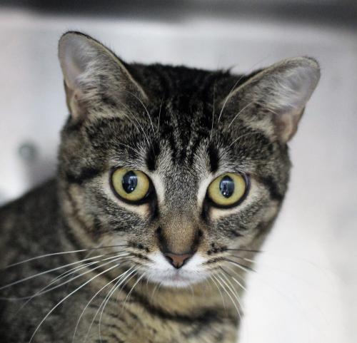 Ruthy, an adoptable Domestic Short Hair in Thief River Falls, MN, 56701 | Photo Image 1