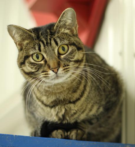 Ruthy, an adoptable Domestic Short Hair in Thief River Falls, MN, 56701 | Photo Image 2