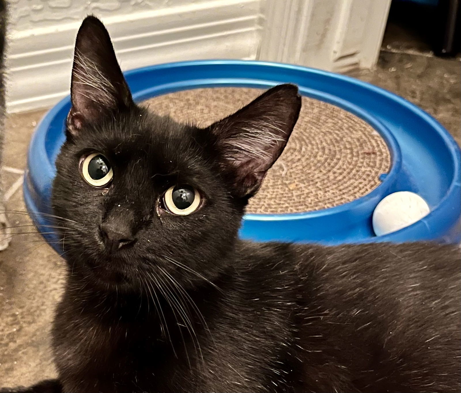 Ophelia, an adoptable Domestic Short Hair in Phoenix, AZ, 85027 | Photo Image 2