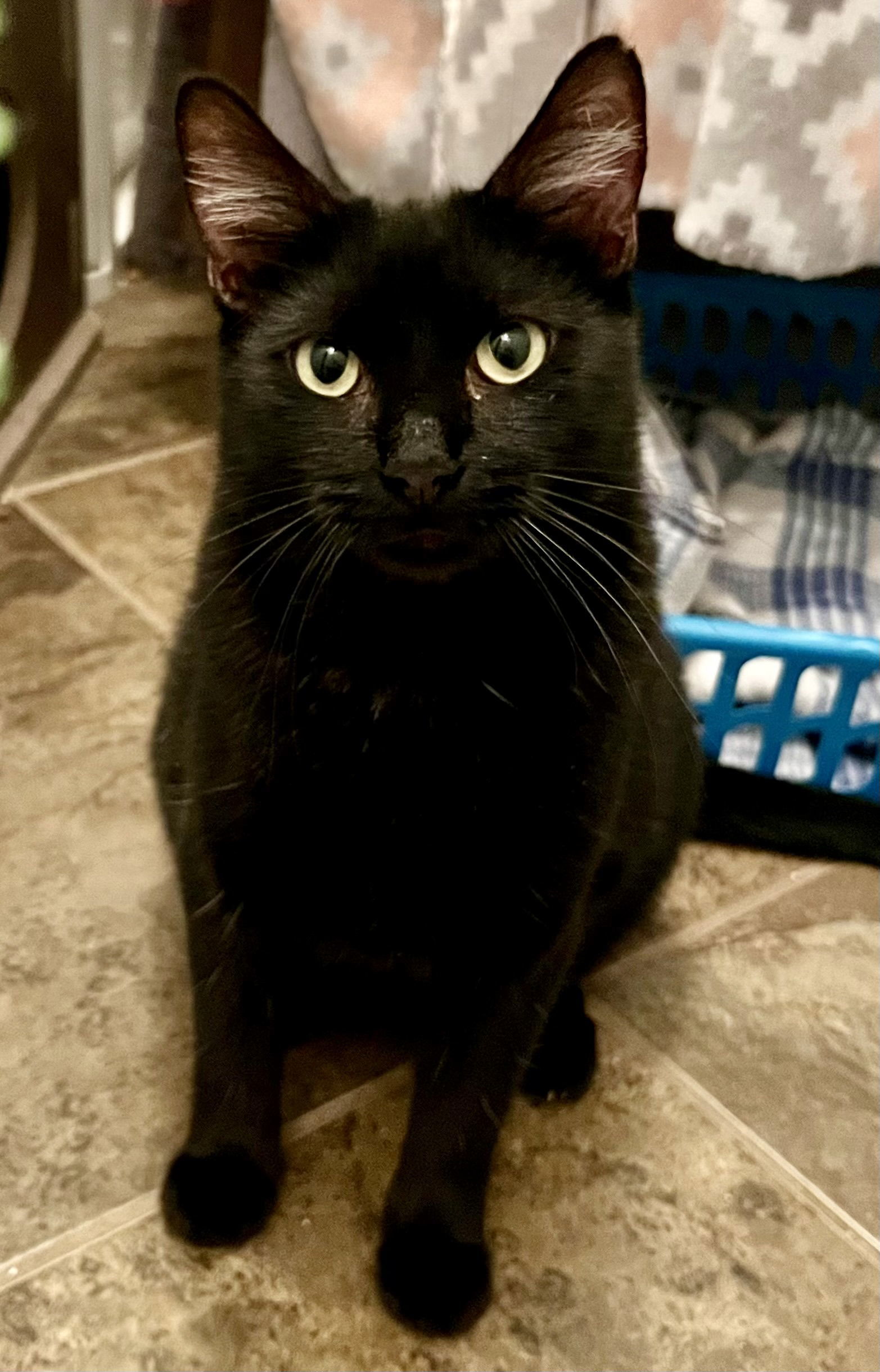 Ophelia, an adoptable Domestic Short Hair in Phoenix, AZ, 85027 | Photo Image 3
