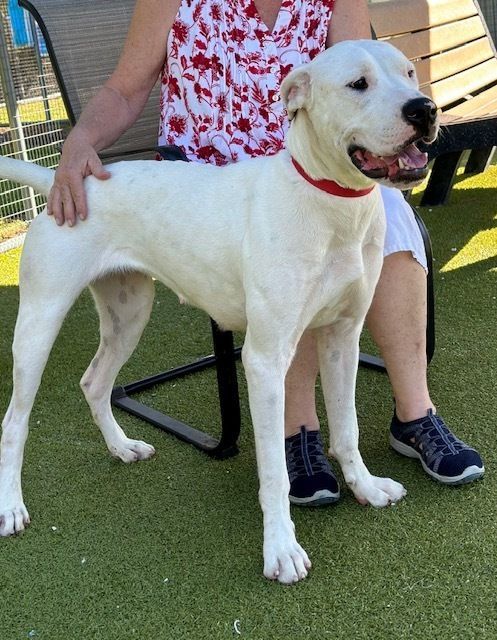 Dogo argentino hot sale for adoption 2019