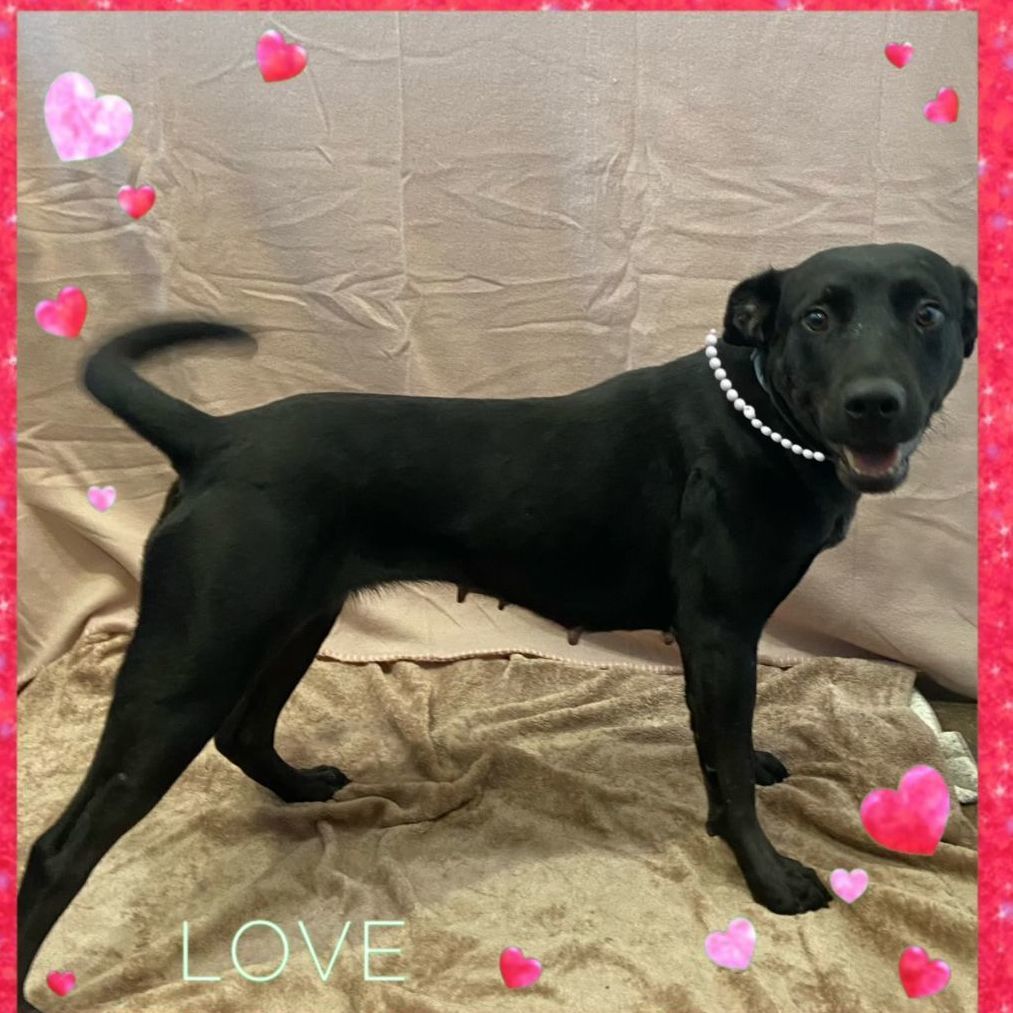 Dog for adoption Brynn, a Black Labrador Retriever & Australian