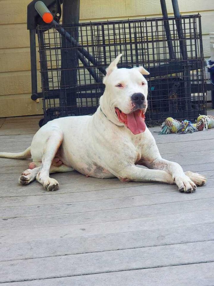 Dogo 2024 argentino adoption