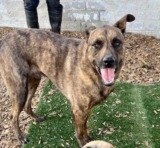 Dog for adoption - PETEY - kind gentle affectionate loyal dog friendly, a  German Shepherd Dog Mix in Seattle, WA