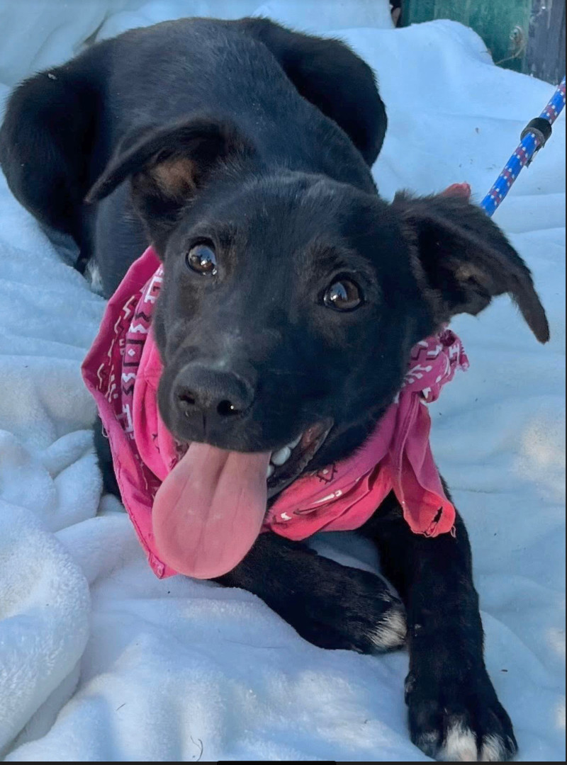 Dog for adoption Laurel Spice, a Black Labrador Retriever & Rat