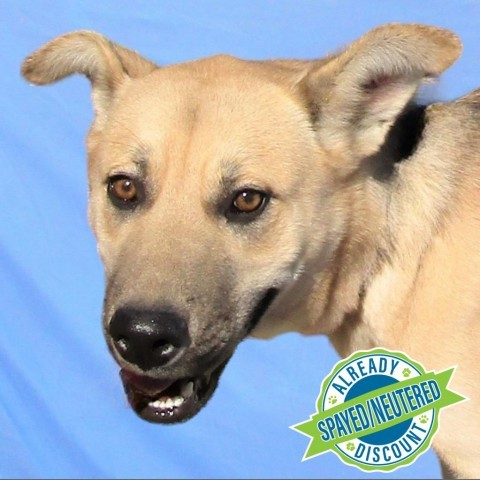 Roxy, an adoptable Mixed Breed in Las Cruces, NM, 88012 | Photo Image 1