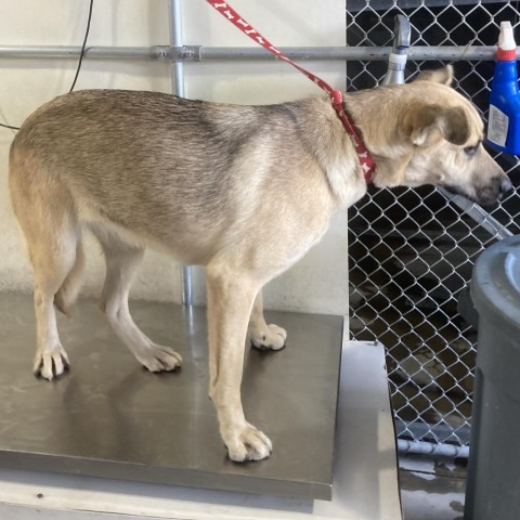 Roxy, an adoptable Mixed Breed in Las Cruces, NM, 88012 | Photo Image 2