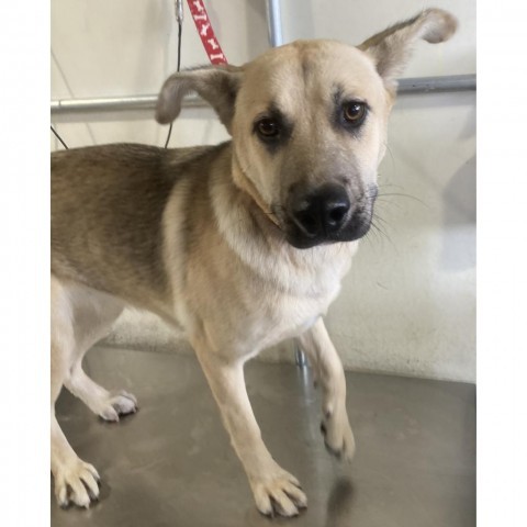 Roxy, an adoptable Mixed Breed in Las Cruces, NM, 88012 | Photo Image 3