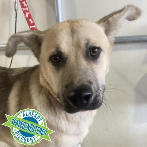 Roxy, an adoptable Mixed Breed in Las Cruces, NM, 88012 | Photo Image 4