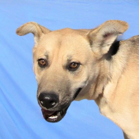 Roxy, an adoptable Mixed Breed in Las Cruces, NM, 88012 | Photo Image 5