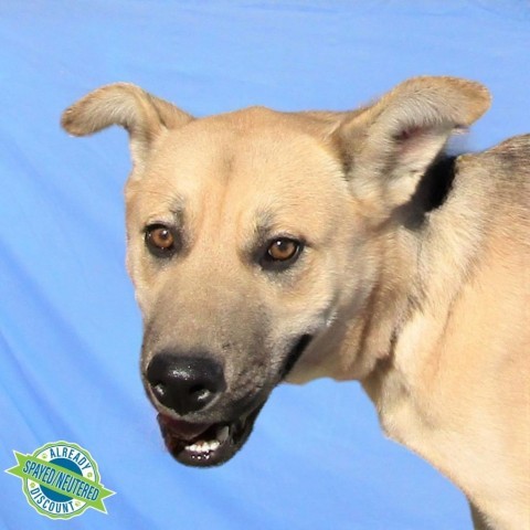 Roxy, an adoptable Mixed Breed in Las Cruces, NM, 88012 | Photo Image 6