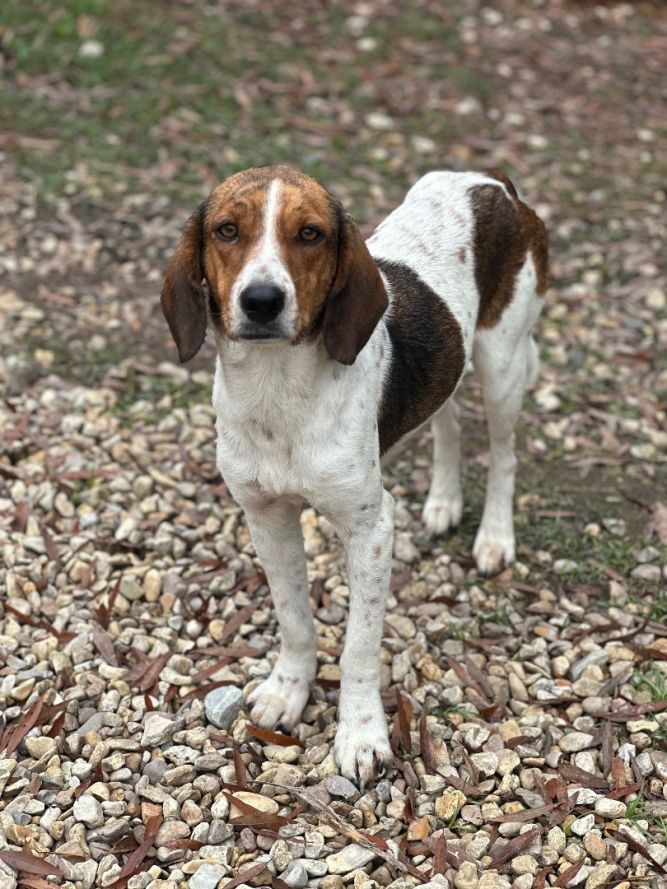 Walker discount plott hound