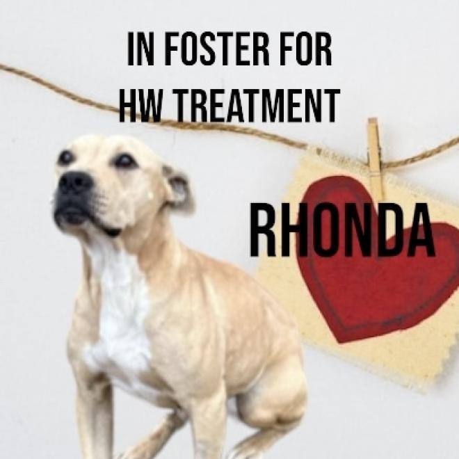 Rhonda (In Foster Home) (ADOPTION FEE SPONSORED), an adoptable Mixed Breed in Columbiana, AL, 35051 | Photo Image 2