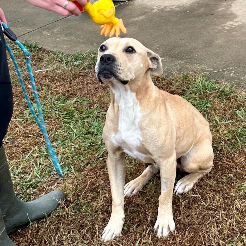 Rhonda (In Foster Home) (ADOPTION FEE SPONSORED), an adoptable Mixed Breed in Columbiana, AL, 35051 | Photo Image 2