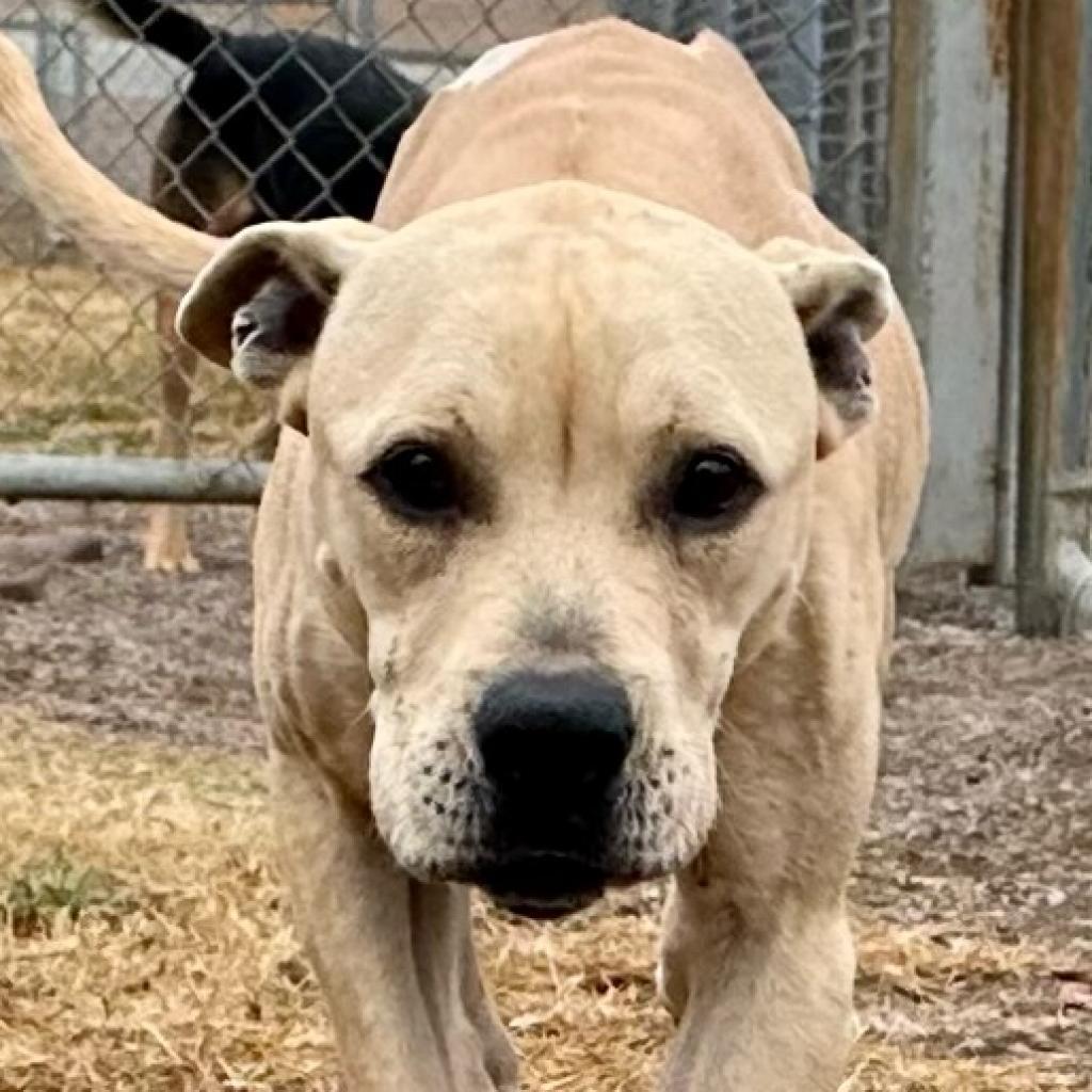 Rhonda (In Foster Home) (ADOPTION FEE SPONSORED), an adoptable Mixed Breed in Columbiana, AL, 35051 | Photo Image 3