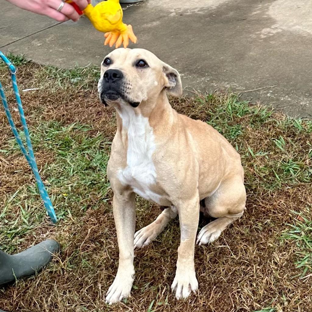 Rhonda (In Foster Home) (ADOPTION FEE SPONSORED), an adoptable Mixed Breed in Columbiana, AL, 35051 | Photo Image 4