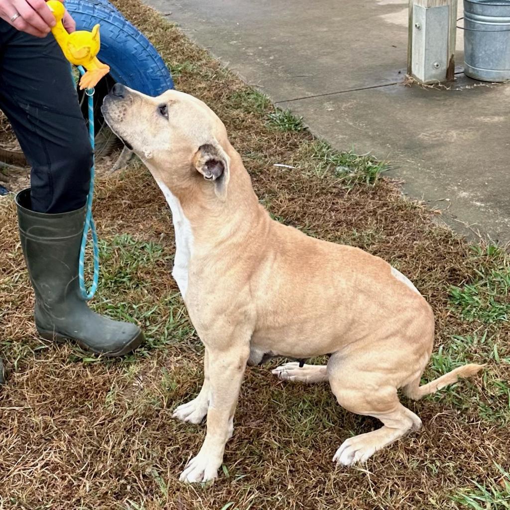 Rhonda (In Foster Home) (ADOPTION FEE SPONSORED), an adoptable Mixed Breed in Columbiana, AL, 35051 | Photo Image 5