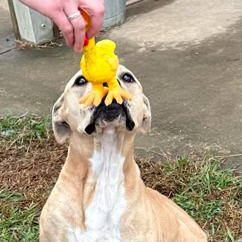 Rhonda (In Foster Home) (ADOPTION FEE SPONSORED), an adoptable Mixed Breed in Columbiana, AL, 35051 | Photo Image 6