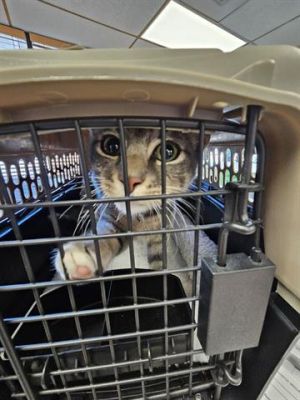 A071164, Young Male Domestic Short Hair